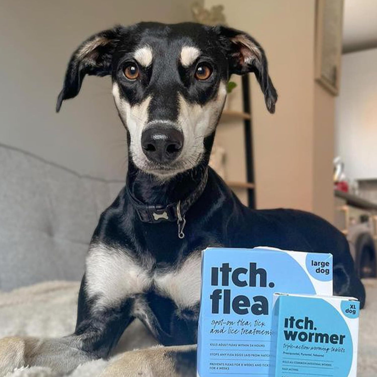Itch Large Dog (20-40kg) Flea & Tick Treatment and Wormer Bundle