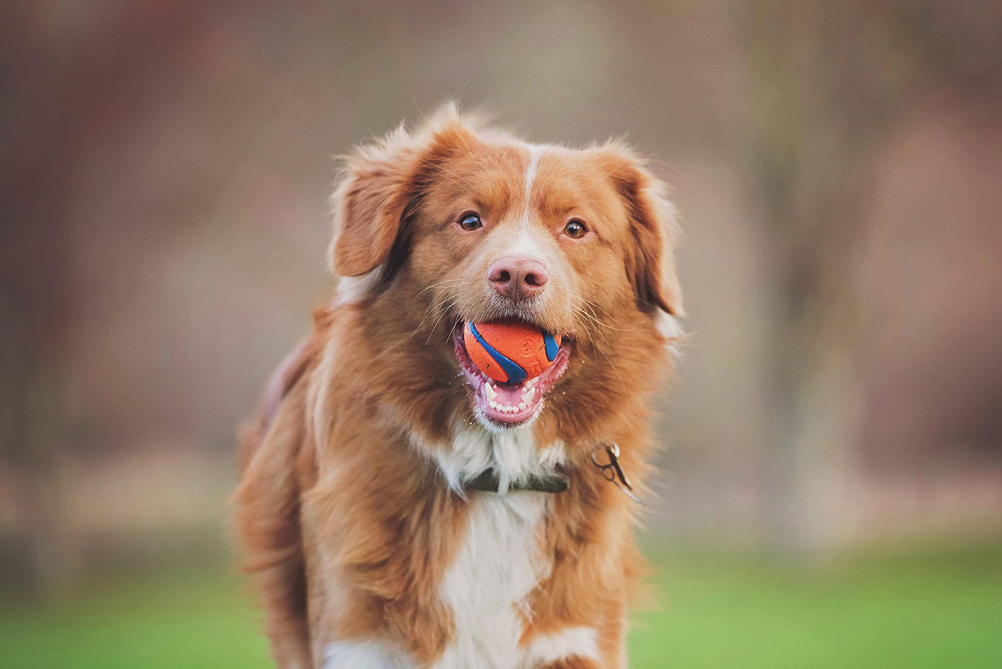 Chuckit! Ultra Ball, Durable High Bounce Rubber Dog Ball, Launcher Compatible, 2 Pack, Medium