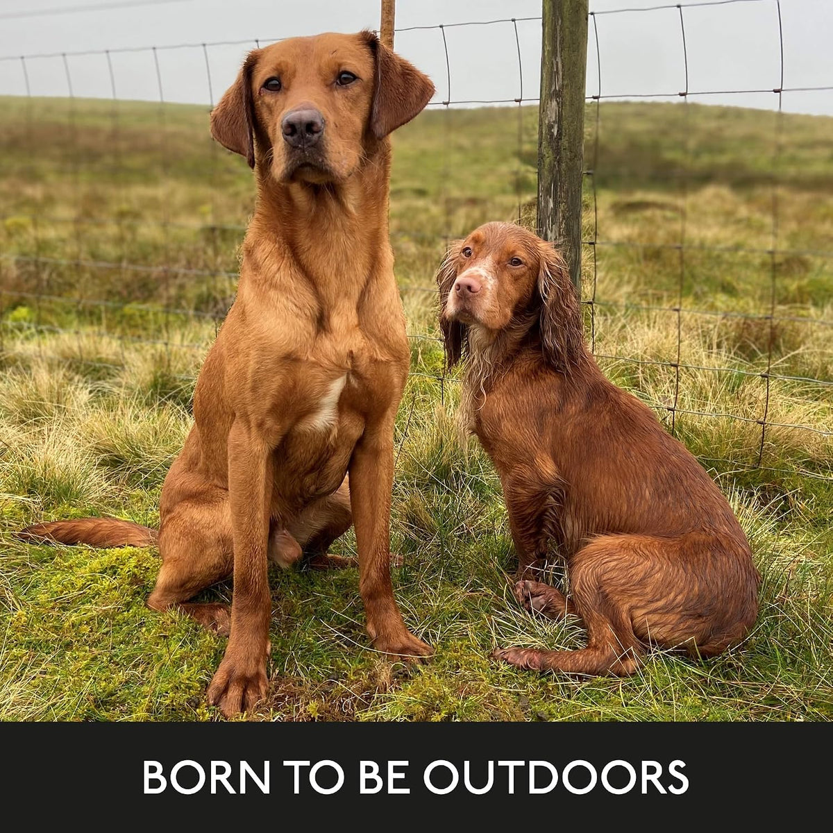 Skinners Field & Trial Salmon & Rice 15kg, Complete Dry Adult Working Dog Food, Gentle Digestion, Glossy Coat