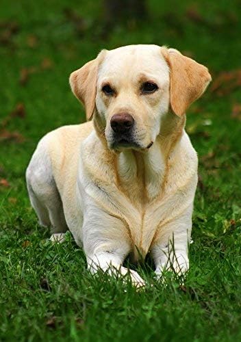 Skinners Field & Trial Maintenance Dry Dog Food - 15kg