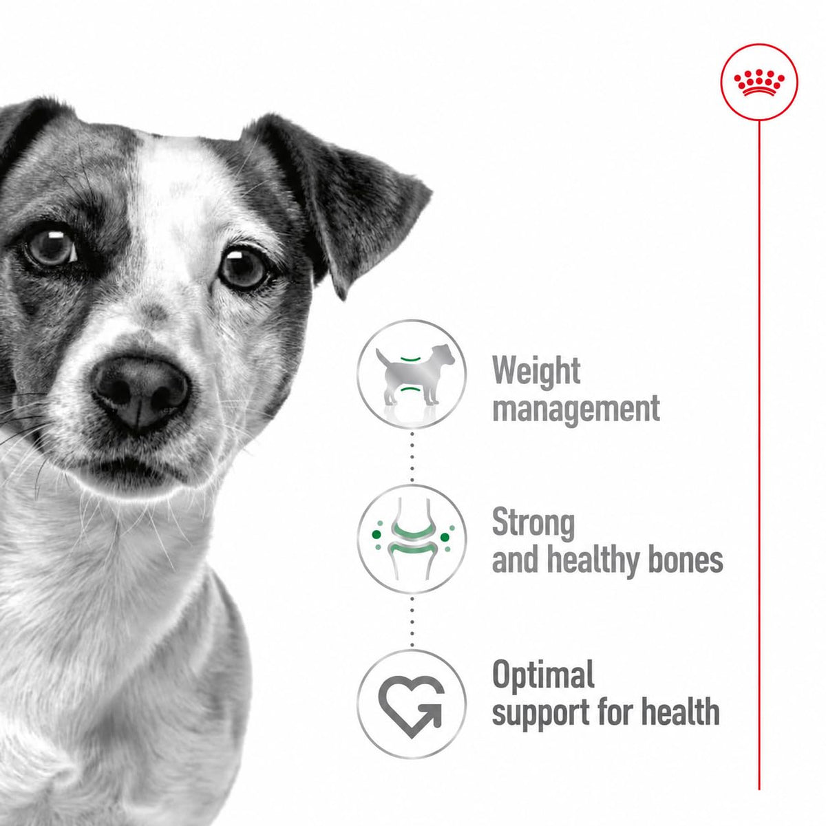 Royal Canin Mini Adult 4 kg