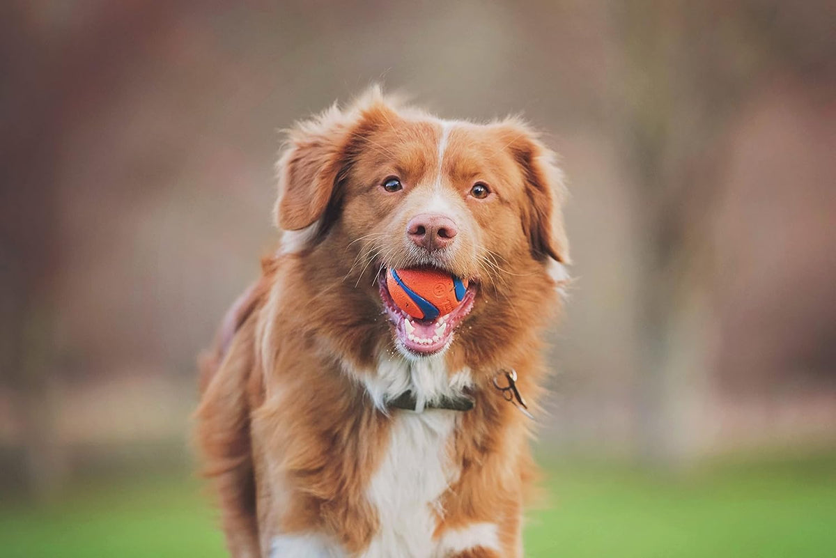 Chuckit! Ultra Ball Durable Rubber Dog Toy, Large, 7.3cm (2-Pack)
