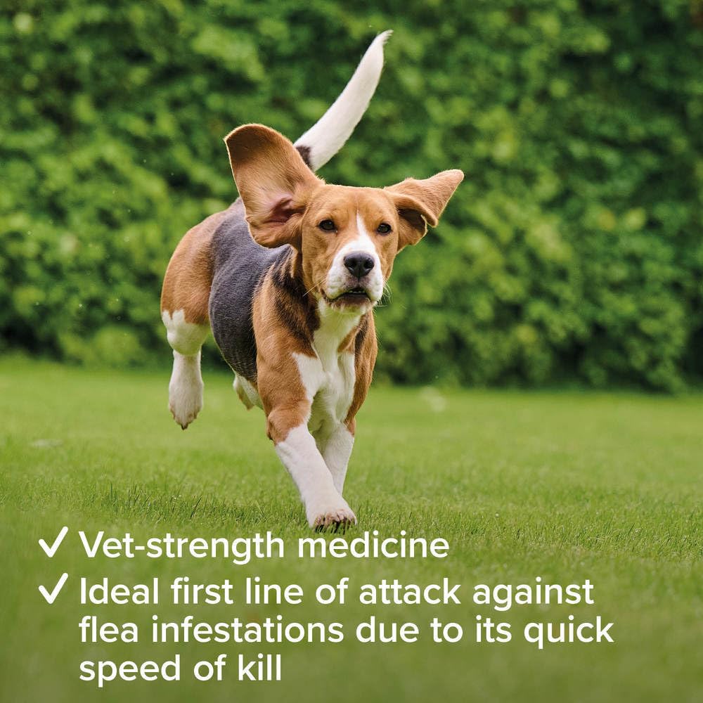 Beaphar - Flea Tablets for Medium/Large Dogs (>11kg) - 3 Treatment Pack - Rapid Knock Down of Fleas - Starts Killing Fleas In 15 Minutes, Kills 100% in 24hrs - Veterinary Medicine For Dogs > 4 Weeks