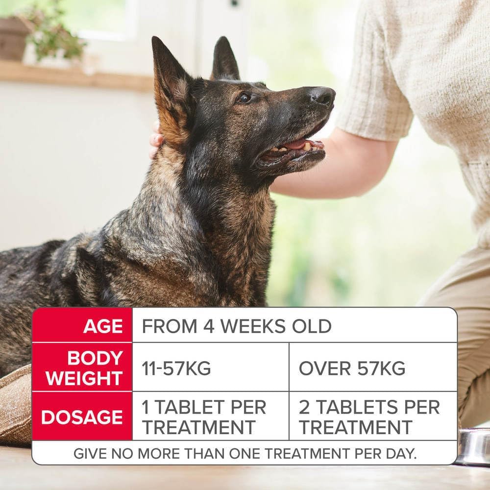 Beaphar - Flea Tablets for Medium/Large Dogs (>11kg) - 3 Treatment Pack - Rapid Knock Down of Fleas - Starts Killing Fleas In 15 Minutes, Kills 100% in 24hrs - Veterinary Medicine For Dogs > 4 Weeks