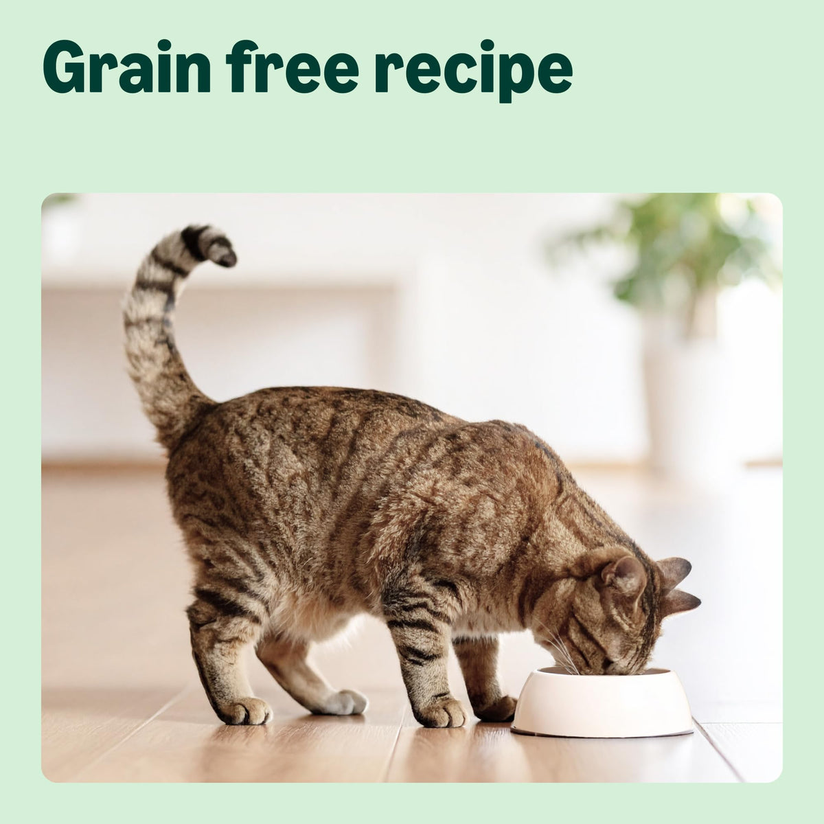 by Amazon Dry Cat Food for Adult Cats, Grainfree Recipe with Fresh Salmon, 1 Pack of 3kg (Previously a Lifelong brand, same product)