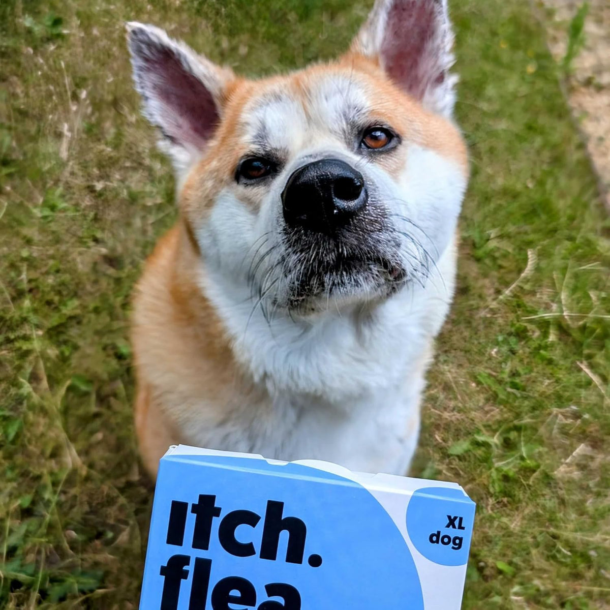 Itch Large Dog (20-40kg) Flea & Tick Treatment and Wormer Bundle