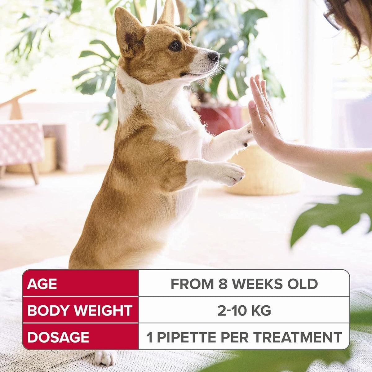 Beaphar - FIPROtec Spot-On Flea & Tick Treatment for Medium Dogs 10-20kg - 6 Pipettes - Kills Fleas & Ticks – Veterinary Medicine - Easy to Apply Monthly - Suitable for Dogs & Puppies from 8 Weeks