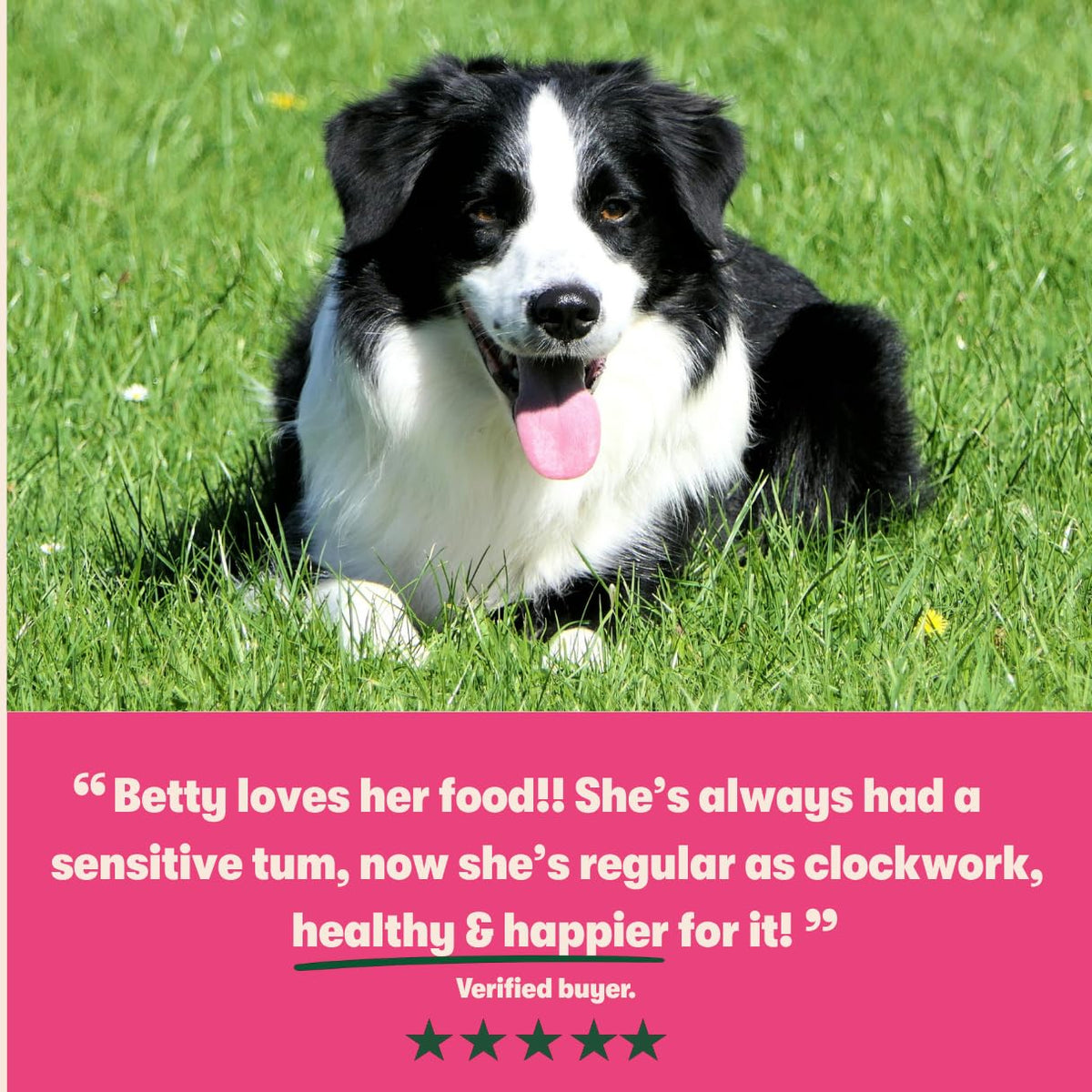 Harringtons Superfoods Complete Grain Free Dry Adult Dog Food Salmon with Veg 12kg - Made with All Natural Ingredients (Packaging may vary)