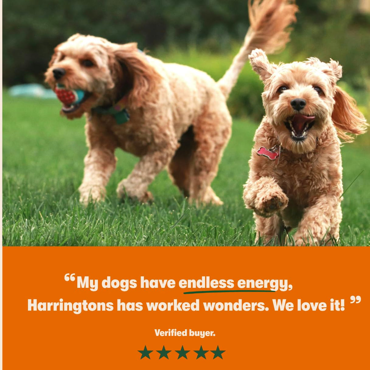Harringtons Superfoods Complete Grain Free Dry Adult Dog Food Salmon with Veg 12kg - Made with All Natural Ingredients (Packaging may vary)