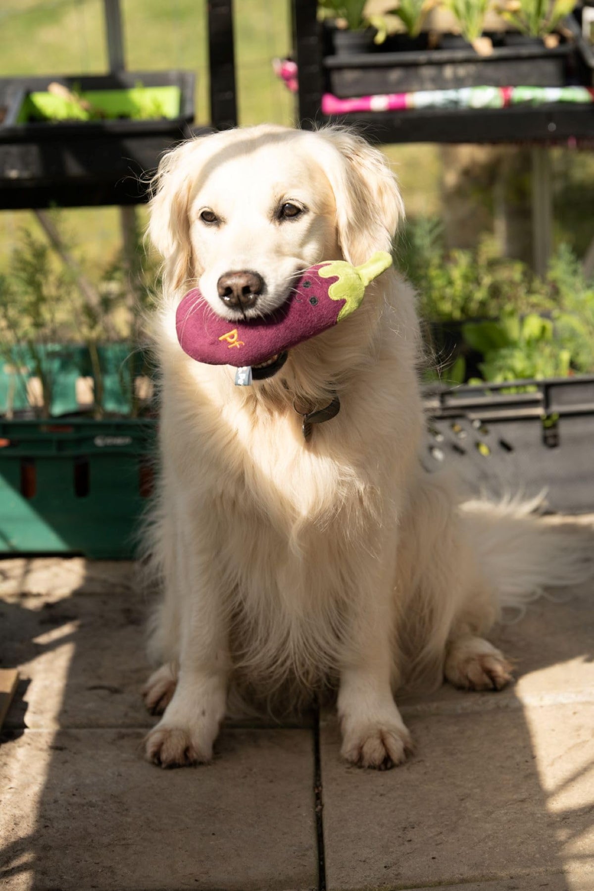 Petface Foodie Faces Fluffy Carrot Dog Toy