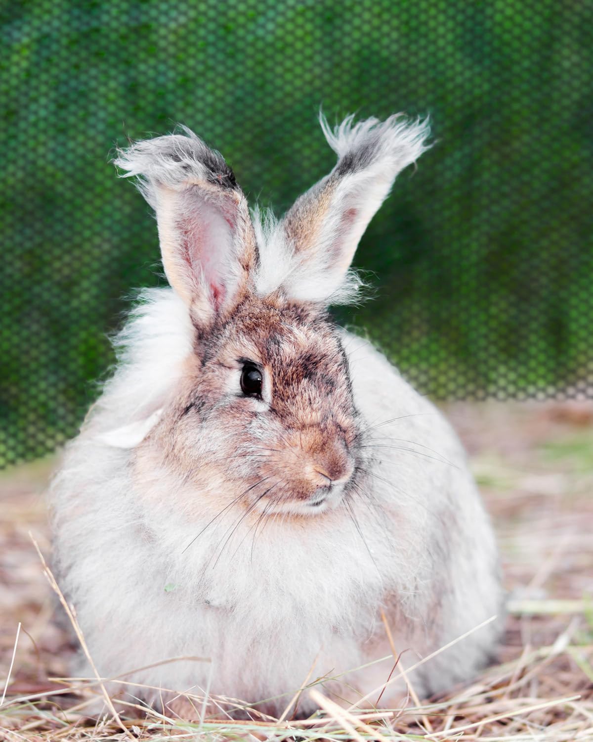 Chicken Wire,16M Wire Mesh Roll,Chicken Wire Mesh for Pet Rabbit Chicken Fencing