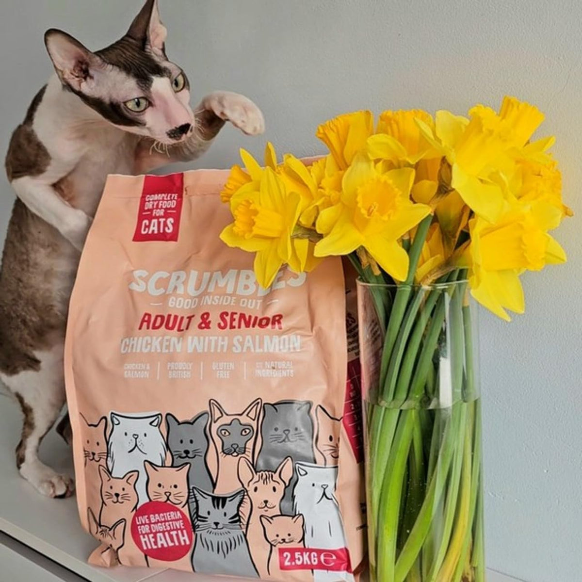Scrumbles All Natural Dry Cat Food With Chicken and Fresh Salmon, High Protein Food for Adults And Seniors, 2.5 Kg,pink bag
