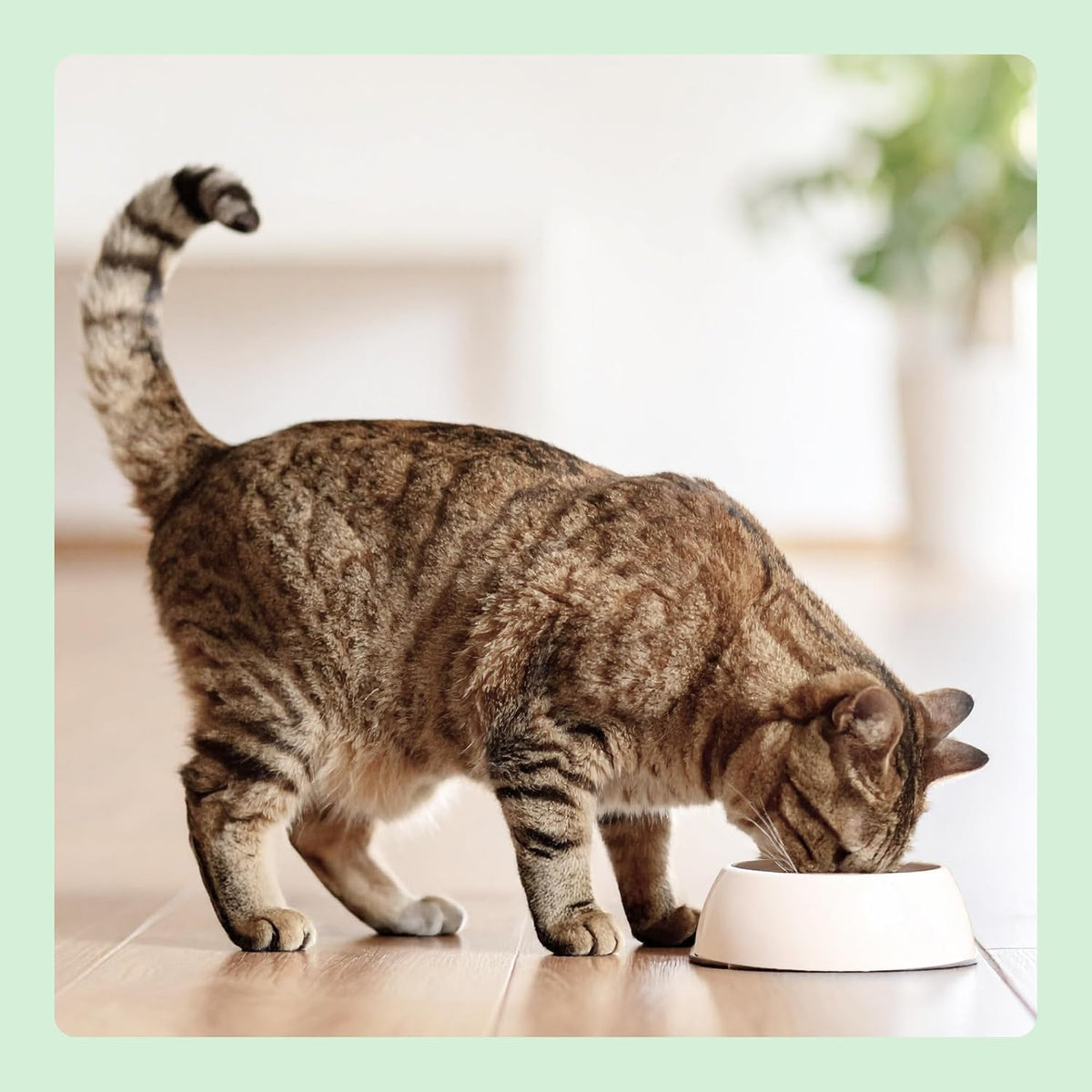 by Amazon Complete Dry Cat Food Rich in Chicken & Rice for Adult Cats, 1 Pack of 3 kg (Previously a Lifelong brand, same product)