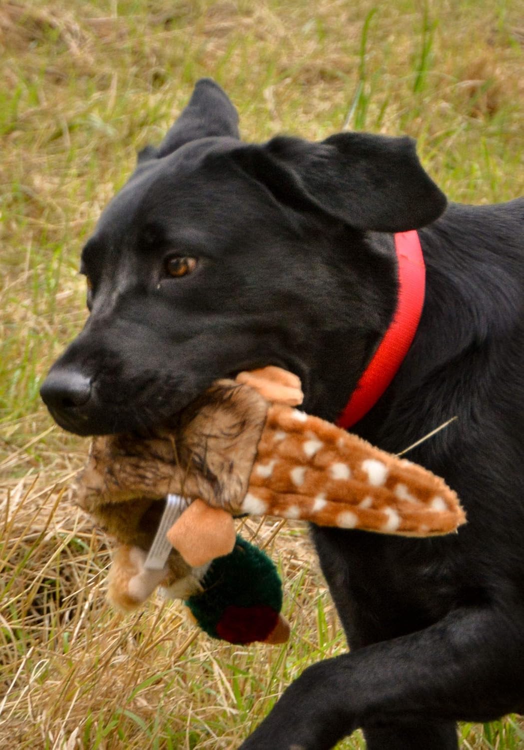 Petface Honking and Squeaky Duck Plush Dog Toy