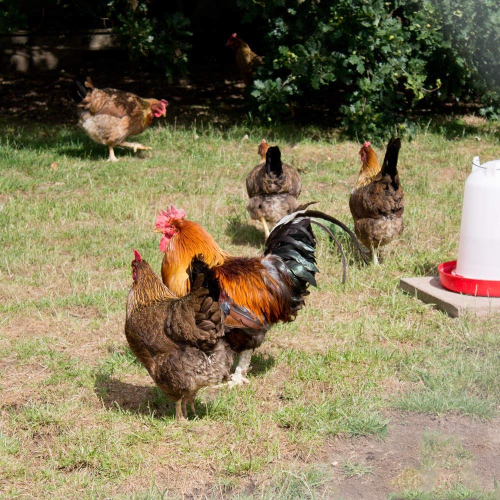 Extra Select Mixed Corn Poultry Feed Tub, 5 Litre (packaging may vary)