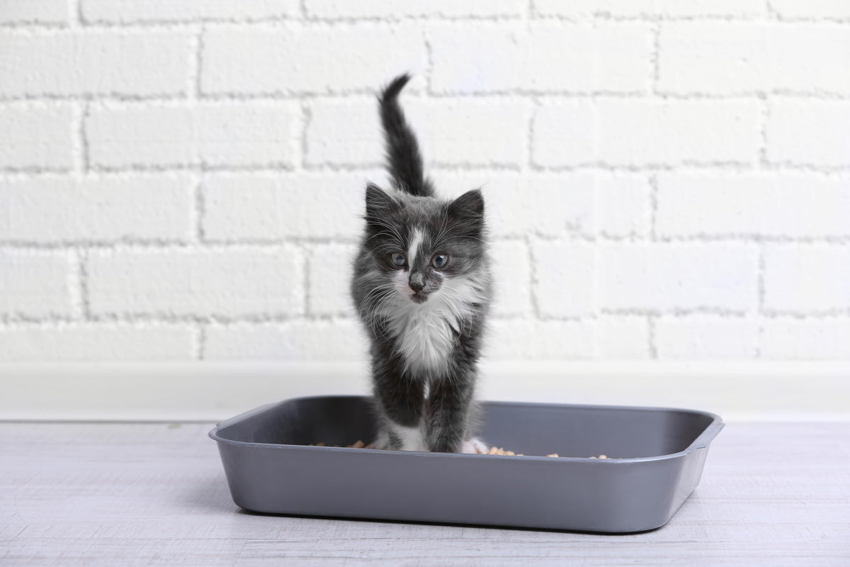 Bio-Catolet Light & Hygienic Recycled Paper Granules Cat Litter 12L