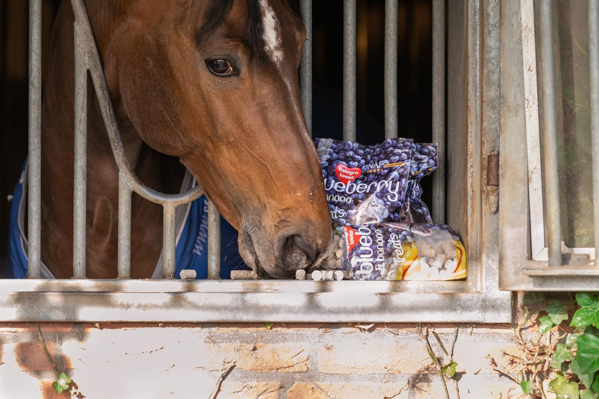 NAF Blueberry & Banana Horse Treats 1kg – Natural Low-Sugar Equine Snacks – Laminitis-Friendly Healthy Horse & Pony Treats – Nutritious Daily Reward for Training, Bonding & General Feeding