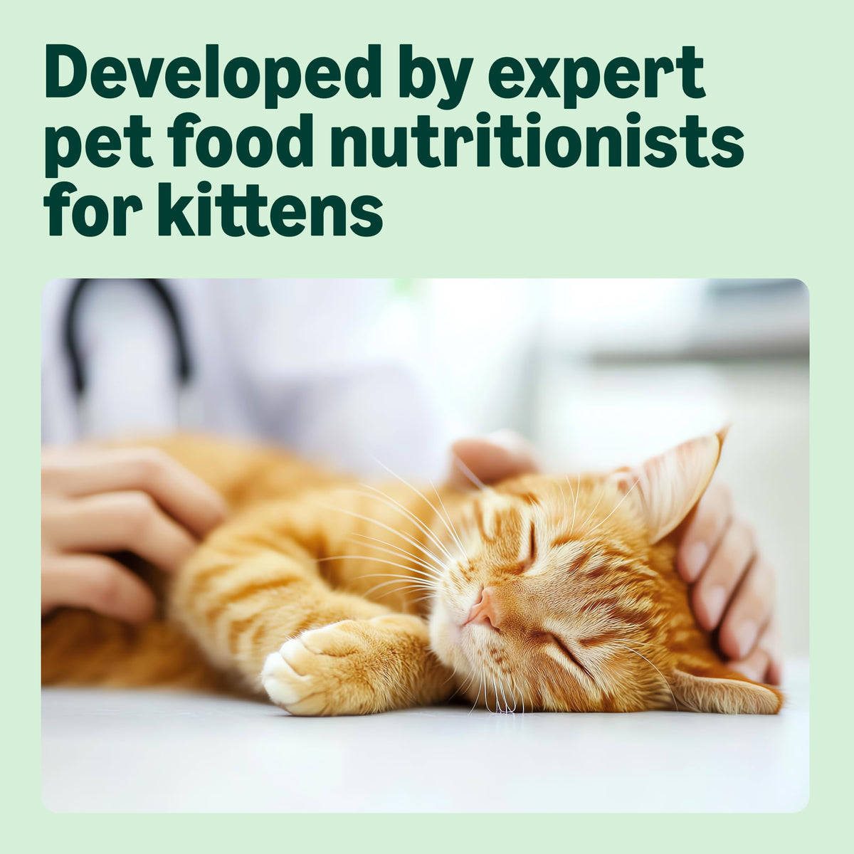 by Amazon Dry Cat Food for Adult Cats, Grainfree Recipe with Fresh Salmon, 1 Pack of 3kg (Previously a Lifelong brand, same product)