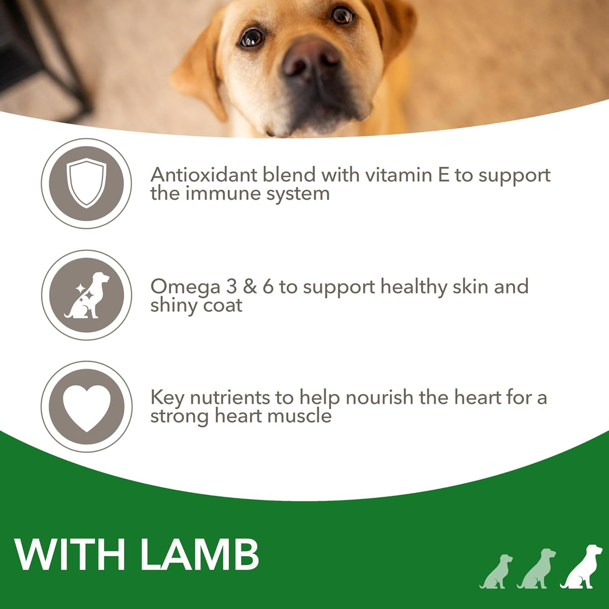 IAMS Adult Large Complete Dry Dog Food Lamb 12kg - With DentalCare System