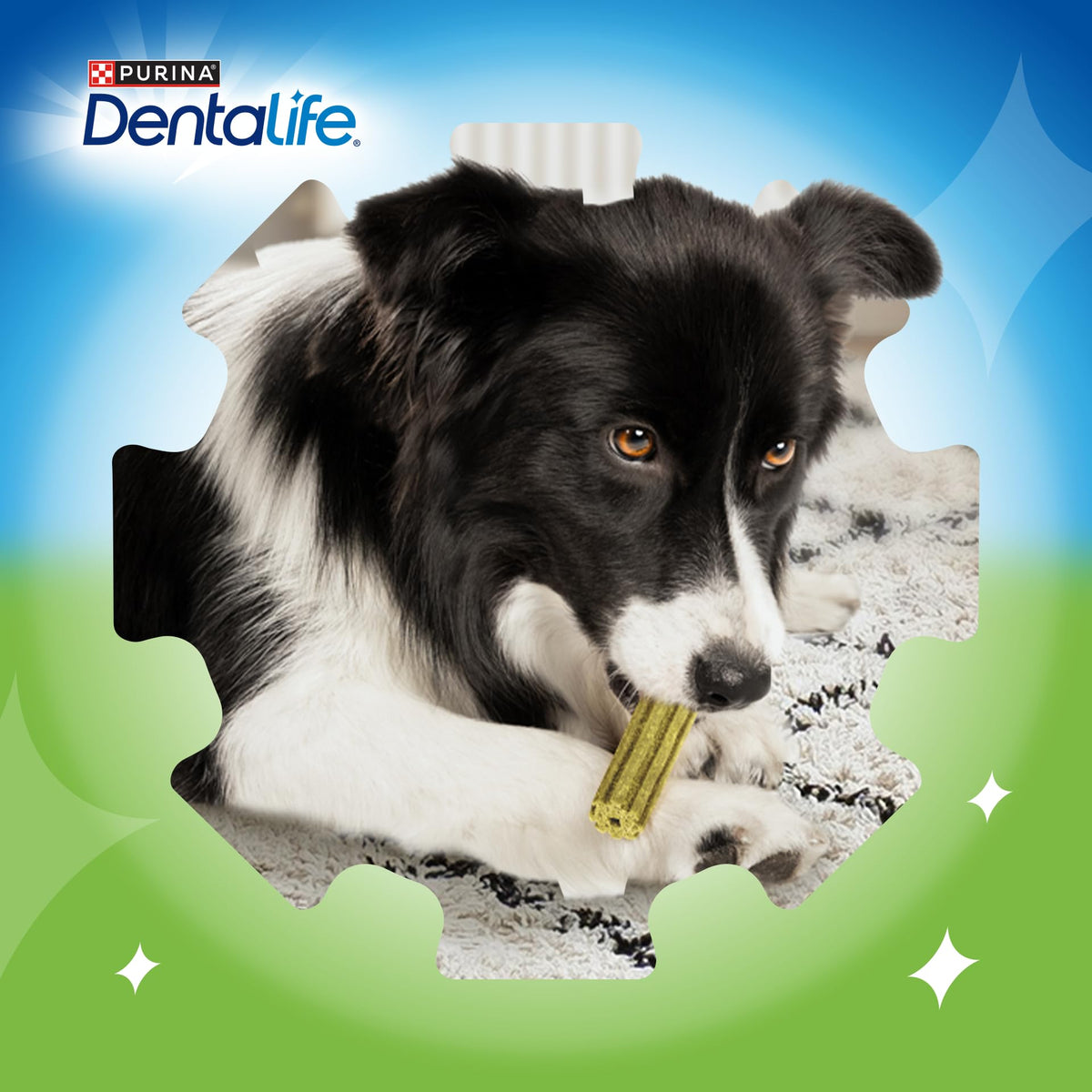 DENTALIFE Dental Chicken Cat Treats 40g (Pack of 8)