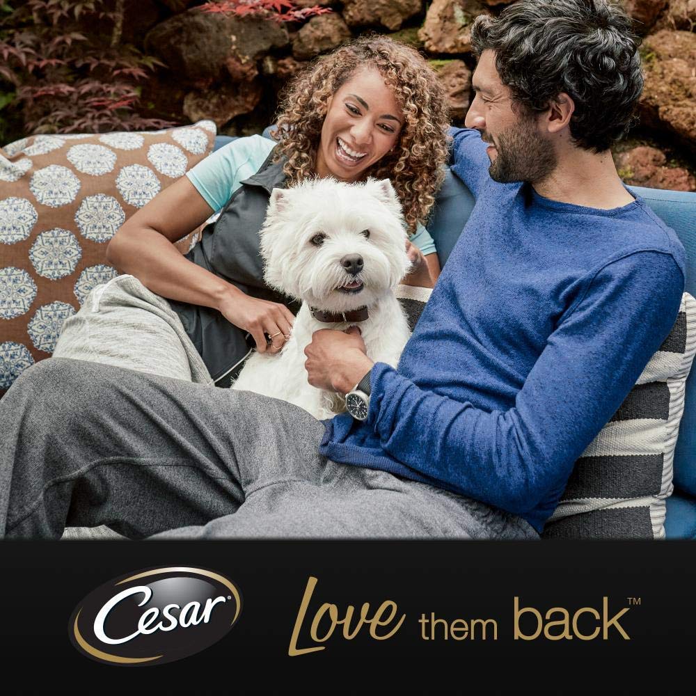CESAR Pouch Selection in Jelly, Fresh Adult Wet Dog Food Pouches in Delicious Jelly with Succulent Meats and Vegetables, 48 x 100 g