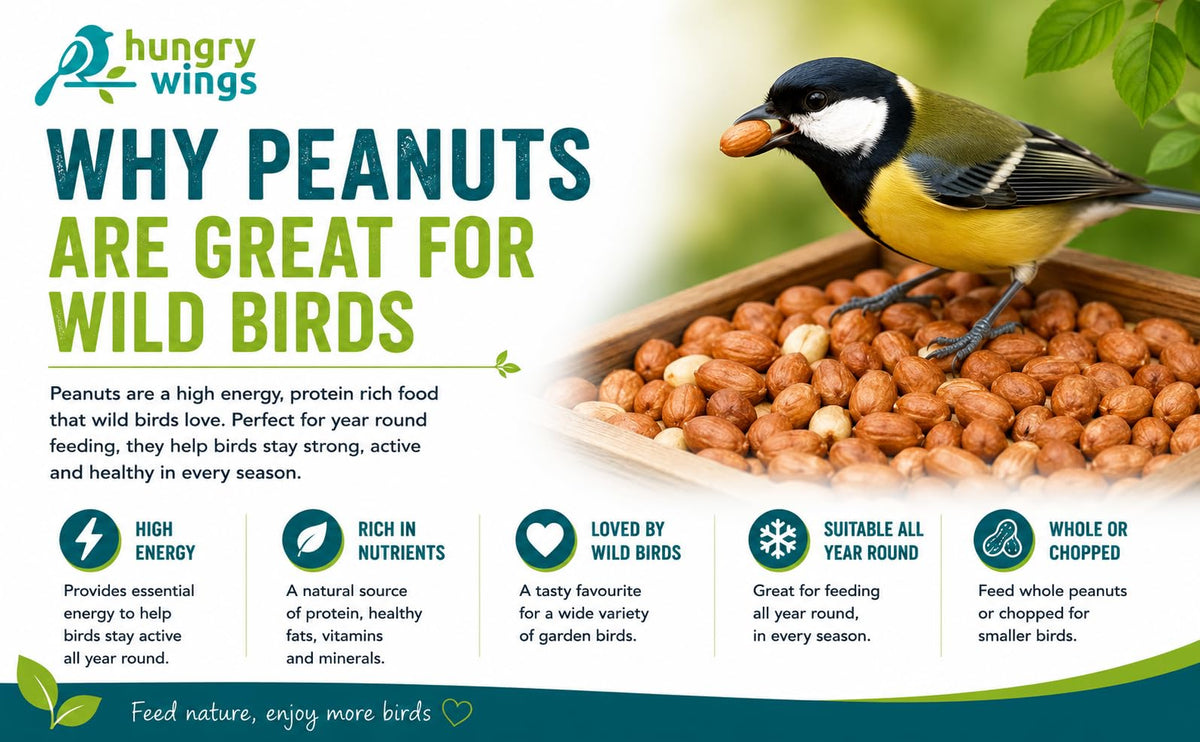 Peanut Kernels Wild Bird Food Seed, 5L Refill Bag