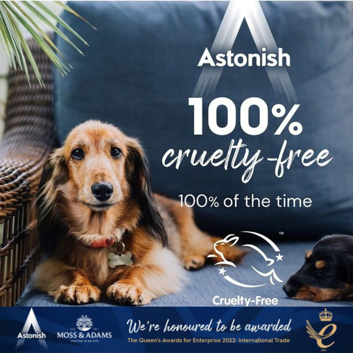 Astonish All in 1 Dishwash Tabs Pk42
