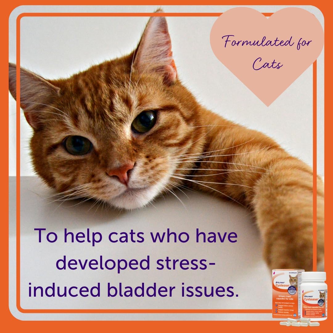 FELIWAY Cystease 30 Capsule Pack, Cats Urinary Tract Infection Treatment