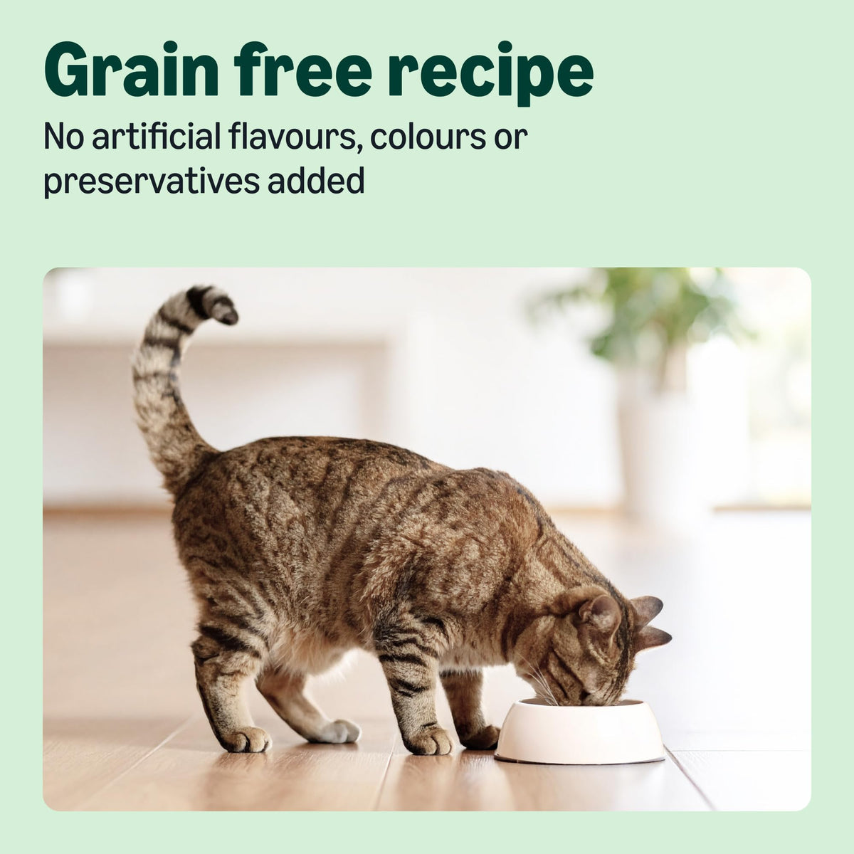 by Amazon Dry Cat Food for Adult Cats, Grainfree Recipe with Fresh Salmon, 1 Pack of 3kg (Previously a Lifelong brand, same product)
