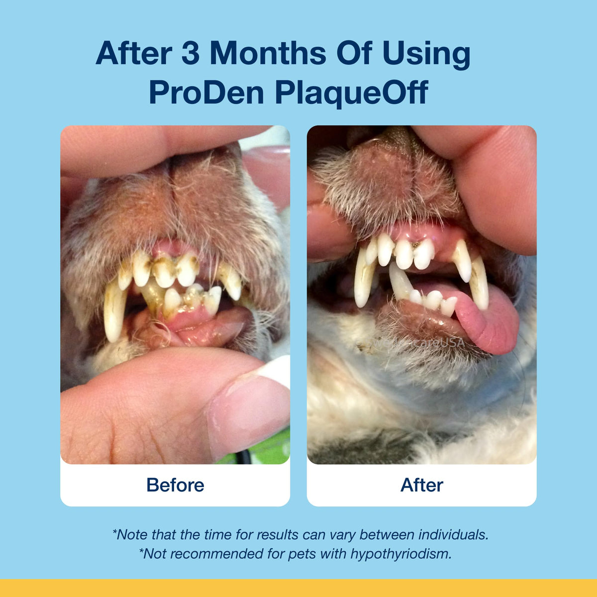 ProDen PlaqueOff 40g Dental Powder for Cats - 100% Natural, 4-Month Supply