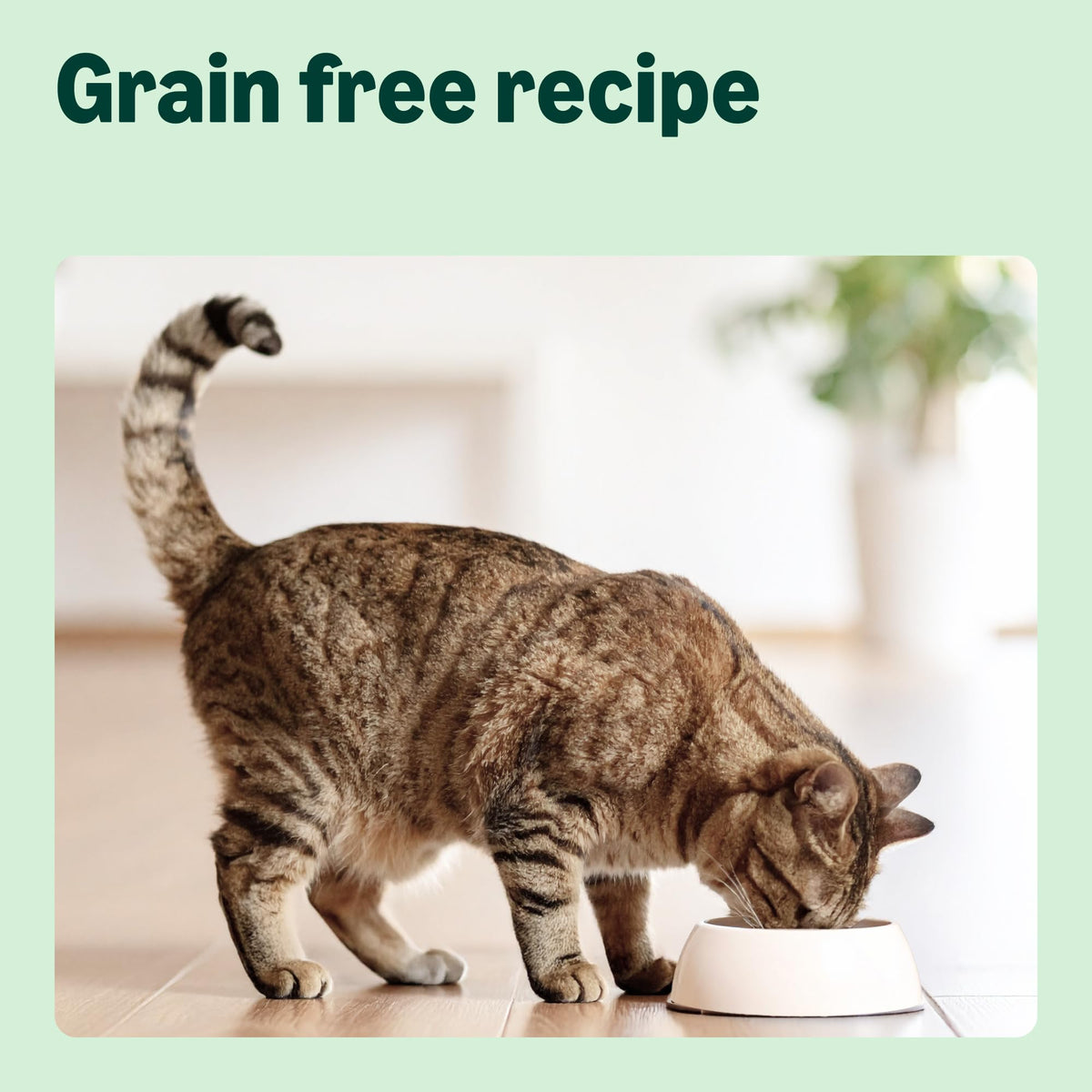 by Amazon Dry Cat Food for Adult Cats, Grainfree Recipe with Fresh Salmon, 1 Pack of 3kg (Previously a Lifelong brand, same product)