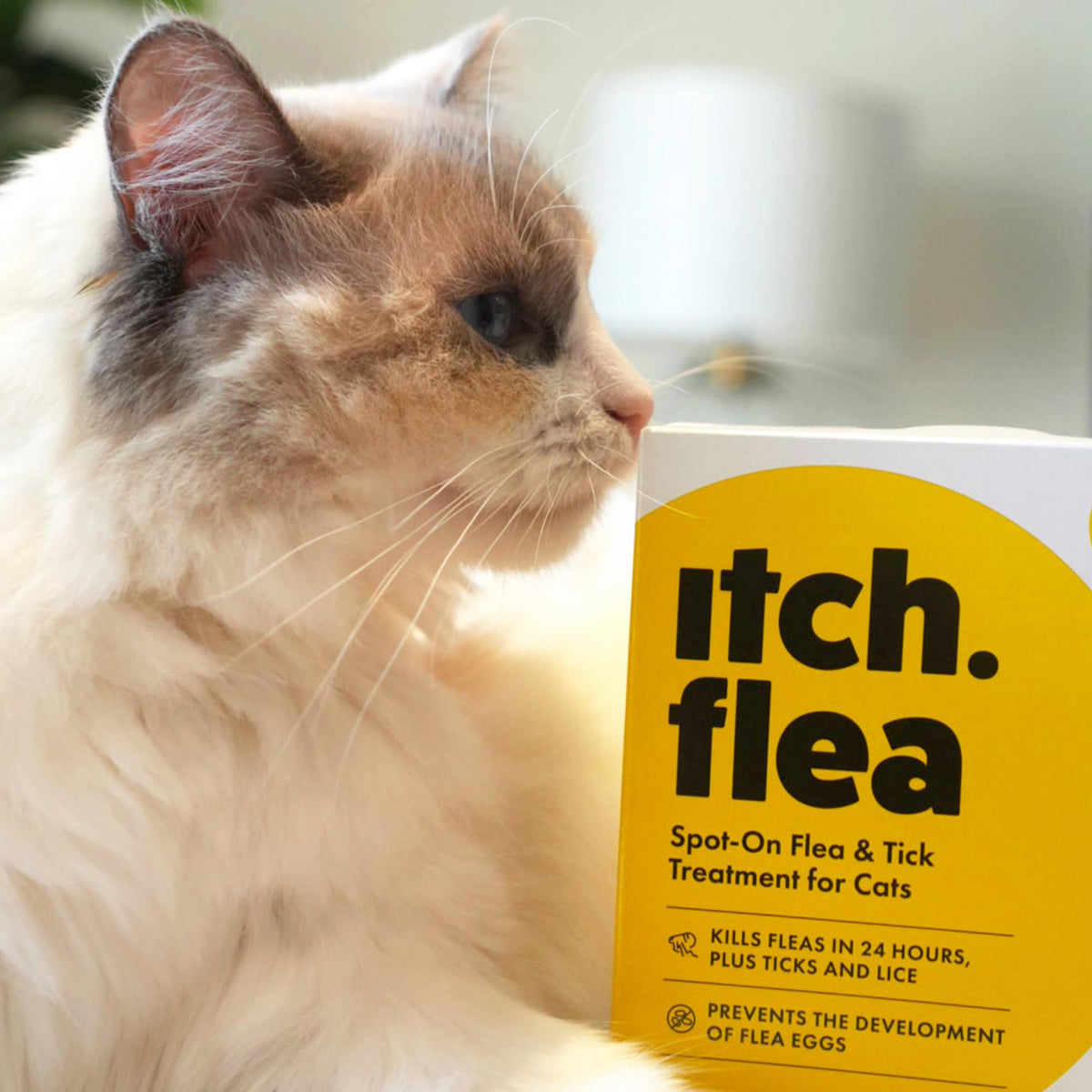 Itch - Flea & Tick Treatment for Cats & Household Flea Spray - Kills Fleas, Lice, Ticks, Eggs and Larvae - With Fipronil and S-Methoprene - Odourless 500ml Spray & Pack of 3 Pipettes