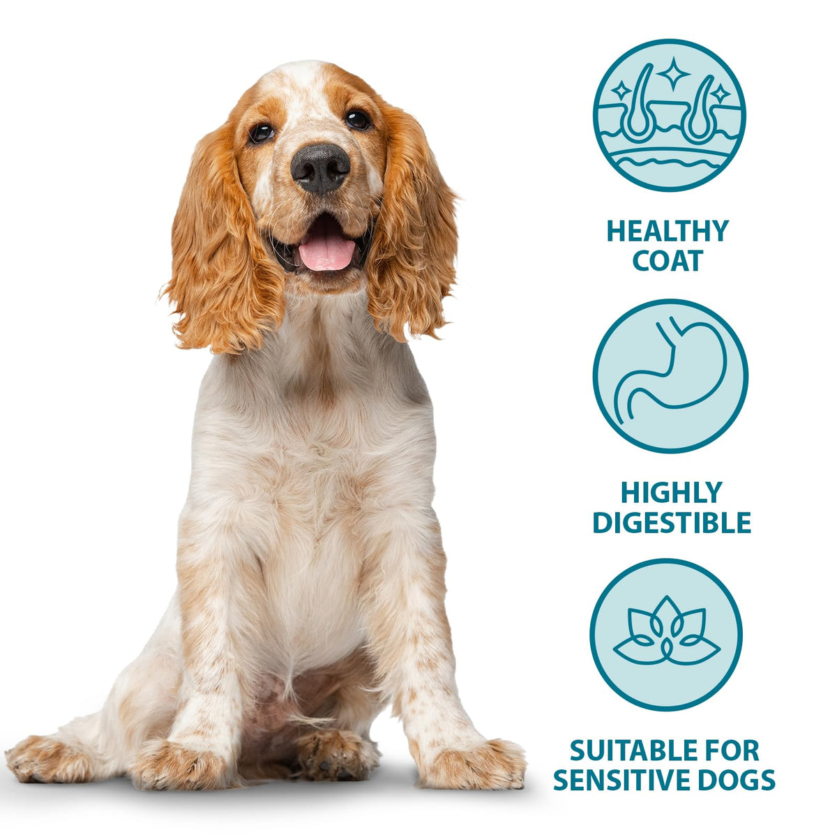Burns Pet Nutrition Hypoallergenic Complete Dry Dog Food Adult and Senior Dog Sensitive with Pork and Potato 2 kg