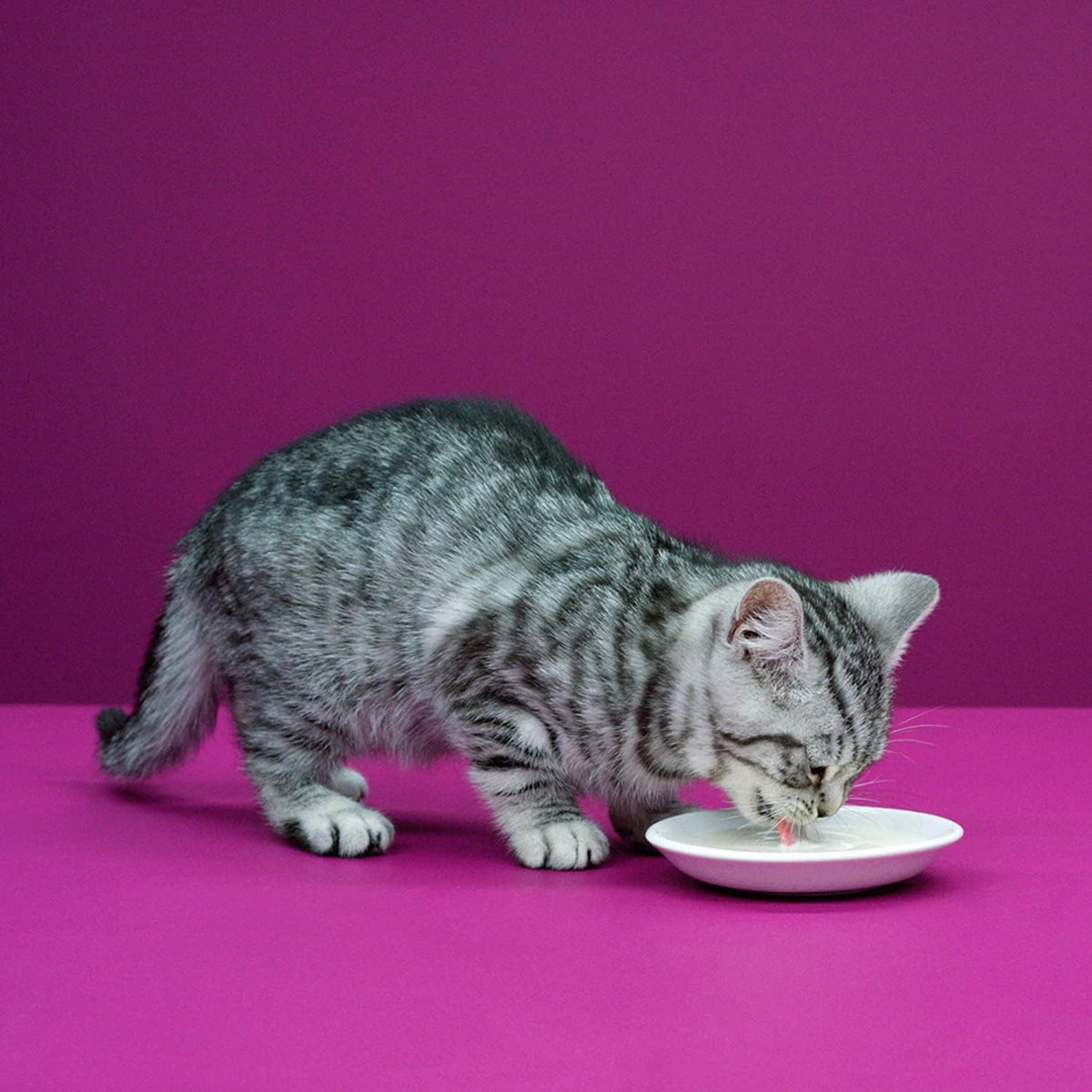 Whiskas Cat Milk 15 x 200 ml bottles, Complementary Cat Food for Kittens over aged 6 weeks