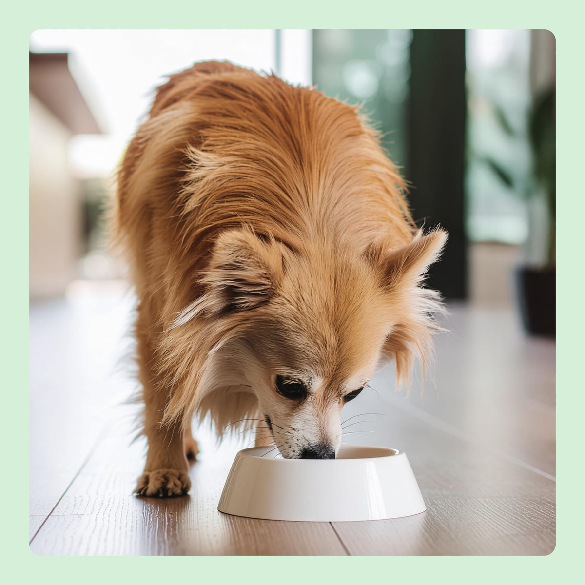 by Amazon Complete Dry Dog Food Rich in Chicken & Rice 3kg