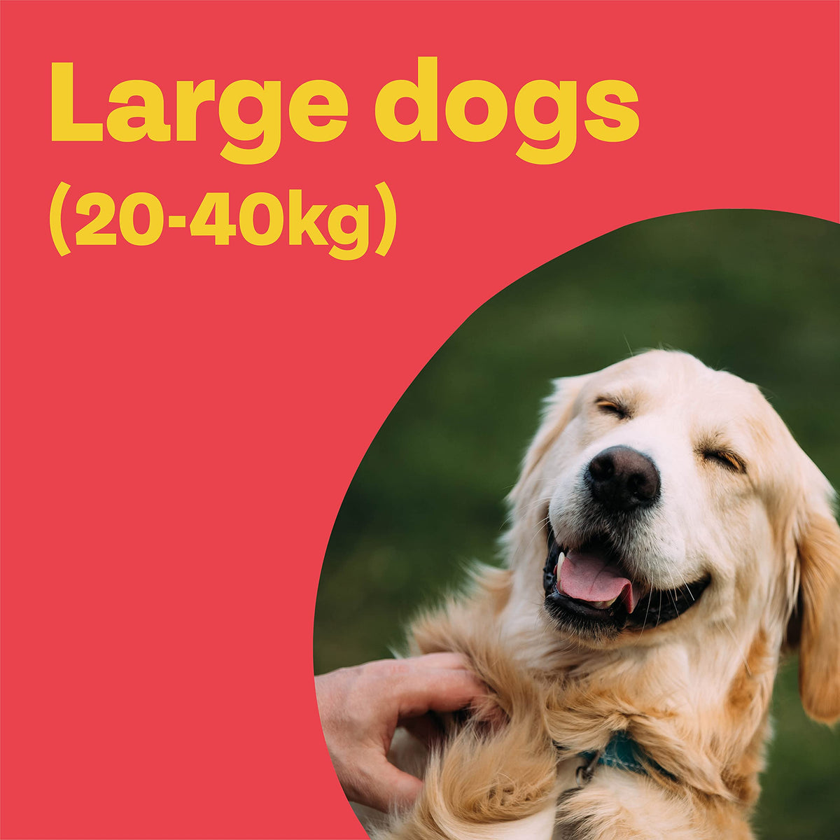 Bob Martin Clear Spot On Flea Treatment for Small Dogs (2-10kg) - Kills Fleas & Ticks (3 Pipettes)