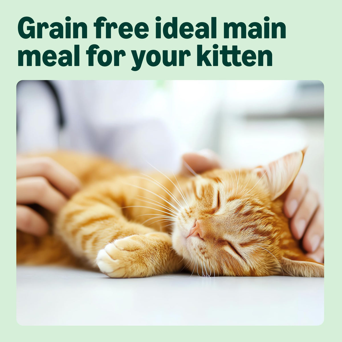 by Amazon Dry Cat Food for Adult Cats, Grainfree Recipe with Fresh Salmon, 1 Pack of 3kg (Previously a Lifelong brand, same product)