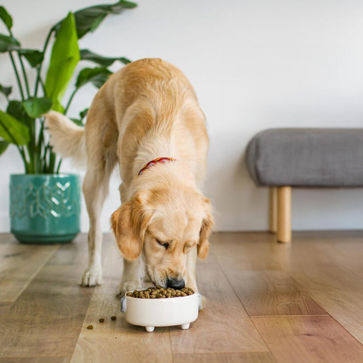 James Wellbeloved Dog Senior Hypoallergenic Dry Food Turkey and Rice 2 kg