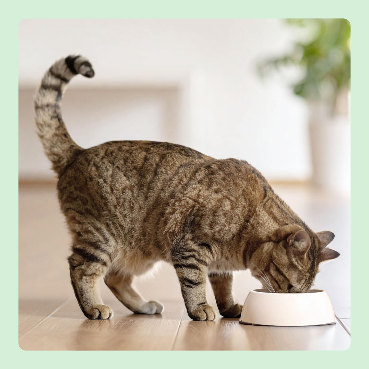 by Amazon Complete Dry Cat Food Rich in Chicken & Rice for Adult Cats, 1 Pack of 3 kg (Previously a Lifelong brand, same product)