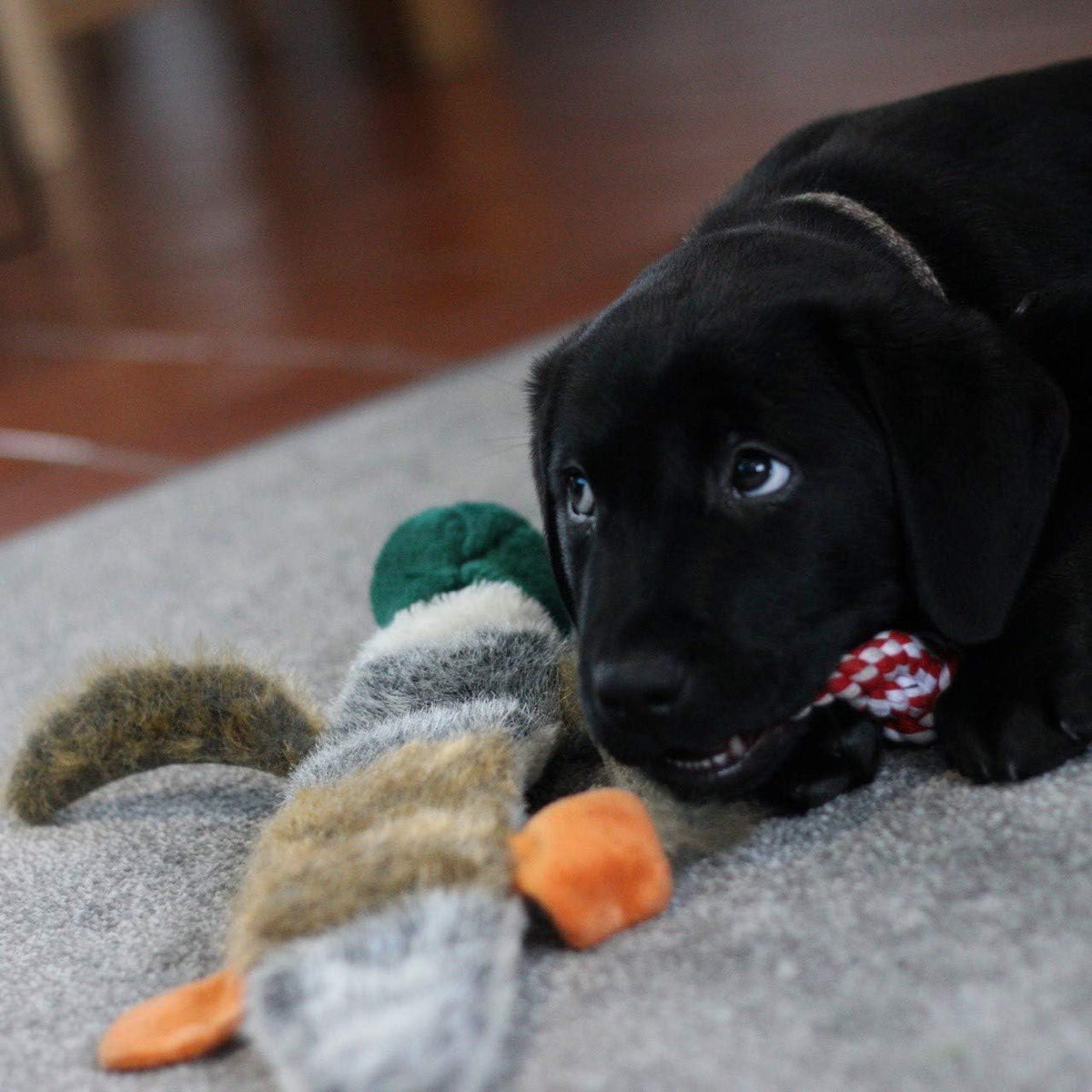 Petface Honking and Squeaky Duck Plush Dog Toy