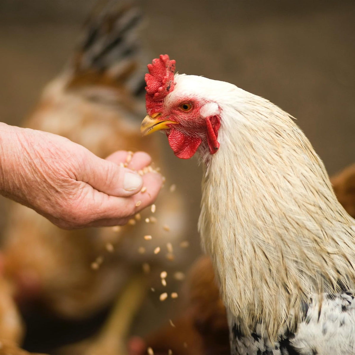 Copdock Mill Range Layers Pellets with Verm-X Chicken Feed 20kg