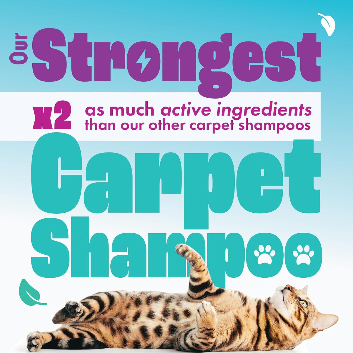 Dirtbusters Pet Pro Carpet Cleaner Shampoo Solution, Stain Remover (5L)