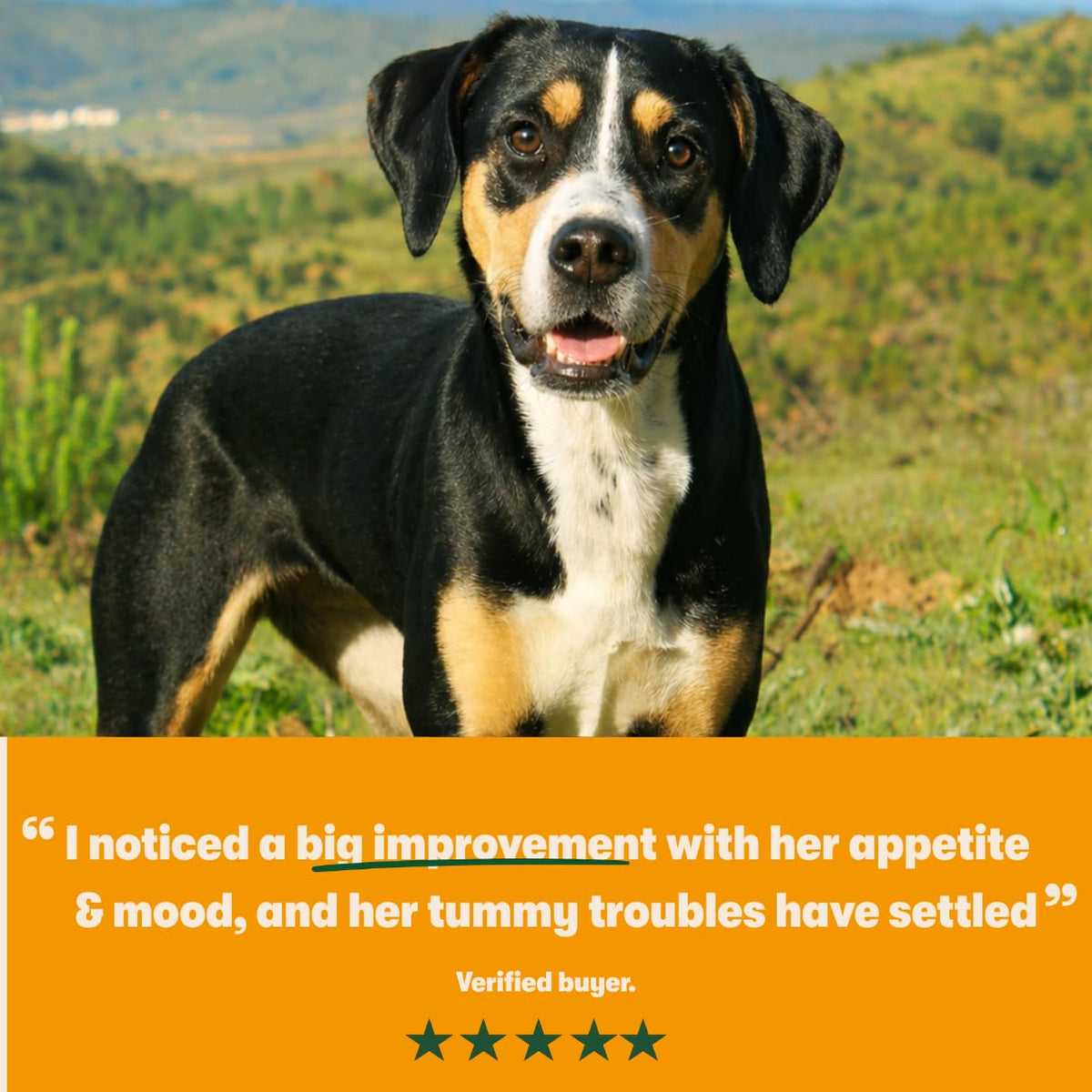 Harringtons Superfoods Complete Grain Free Dry Adult Dog Food Salmon with Veg 12kg - Made with All Natural Ingredients (Packaging may vary)