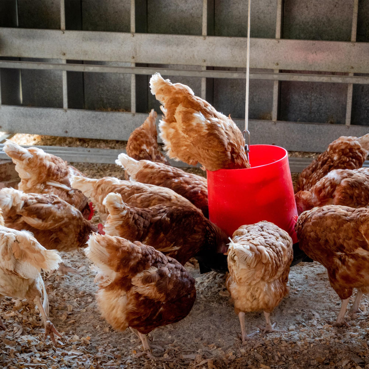Copdock Mill Range Layers Pellets with Verm-X Chicken Feed 20kg