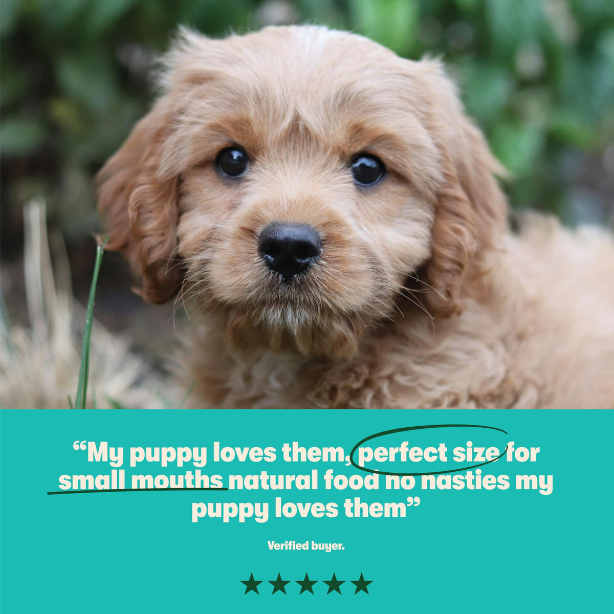 Harringtons Complete Dry Puppy Food Turkey & Rice 10kg