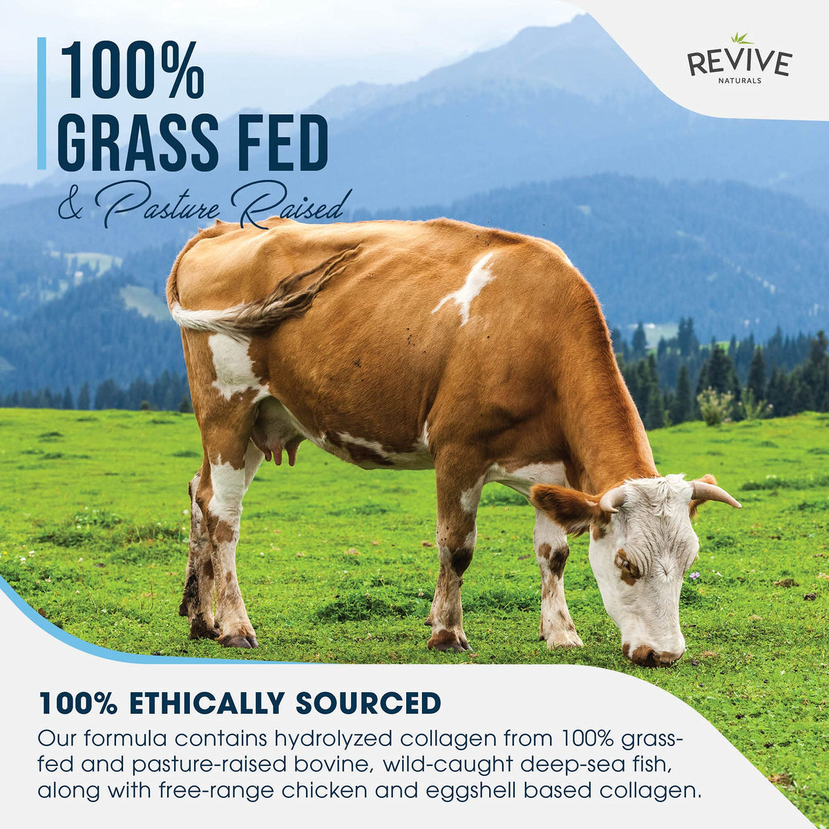 Multi Collagen Protein Powder 400g - Types I, II, III, V & X - Hydrolyzed Grass Fed Bovine, Wild Caught Fish, & Free-Range Chicken & Eggshell Collagen by Revive Naturals