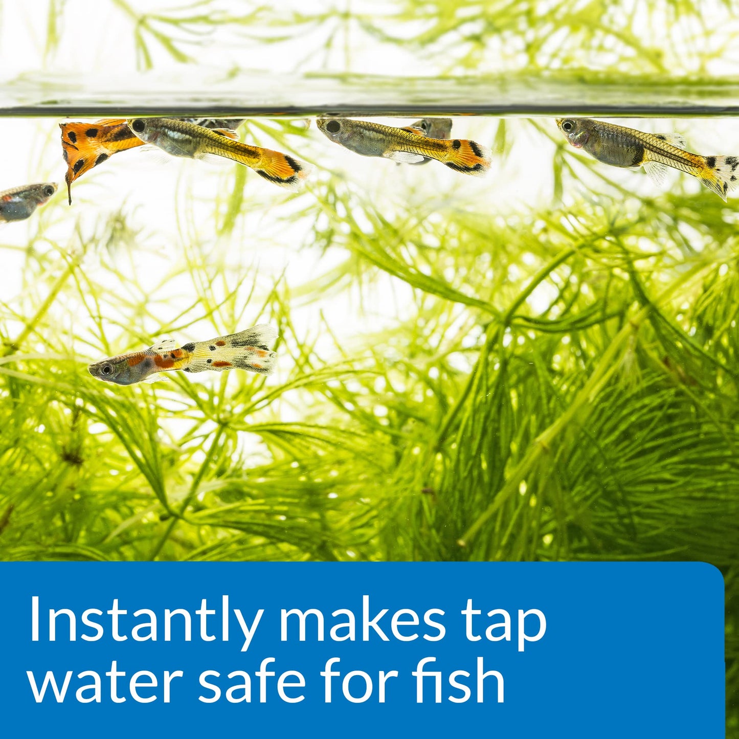 AQUARIAN TAP WATER SAFE, Aquarium Water Conditioner, 118 ml Bottle,White