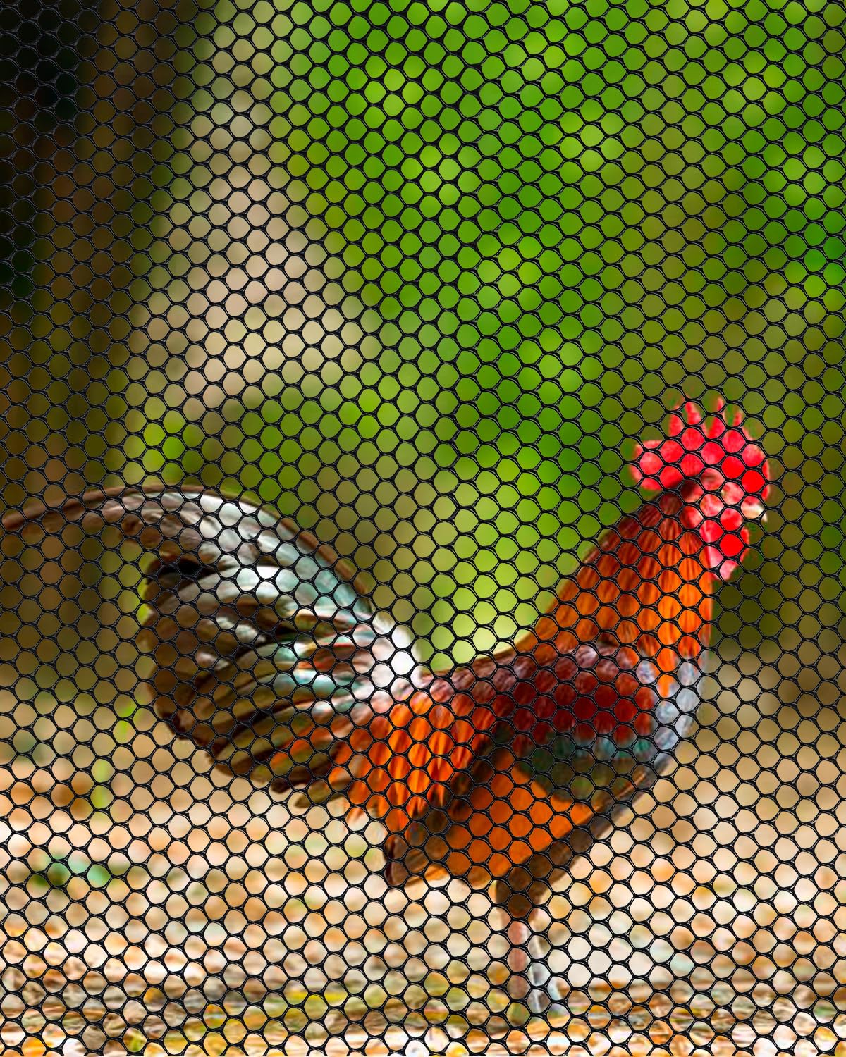 Chicken Wire,16M Wire Mesh Roll,Chicken Wire Mesh for Pet Rabbit Chicken Fencing