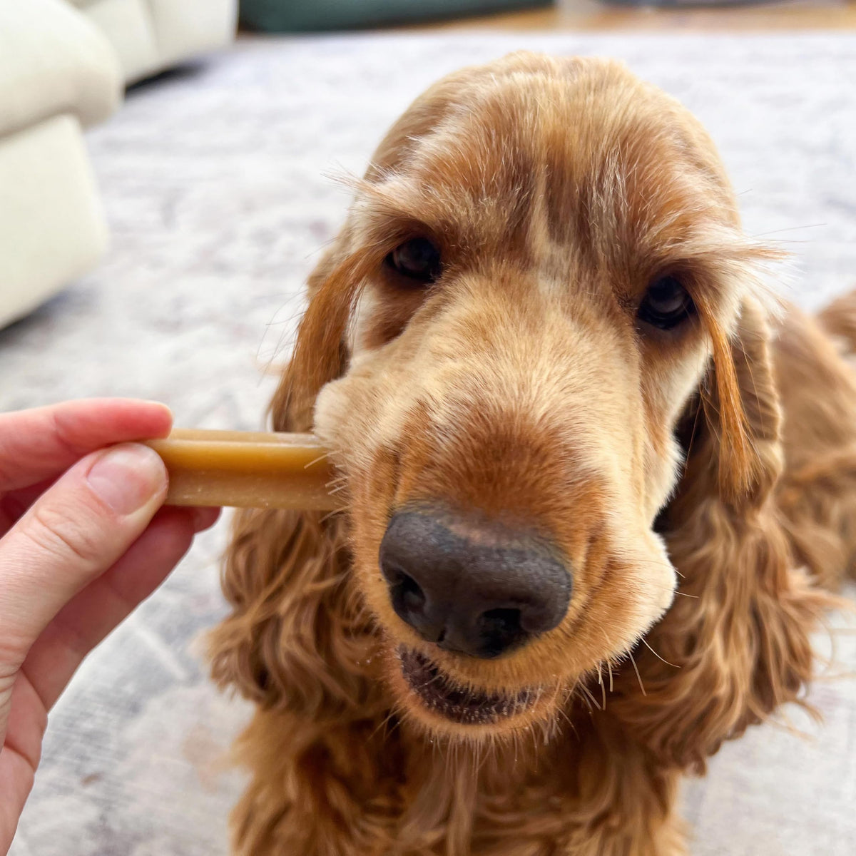 Pedigree DENTASTIX Daily Dental Sticks for Medium Dogs, 112 Sticks with Chicken and Beef