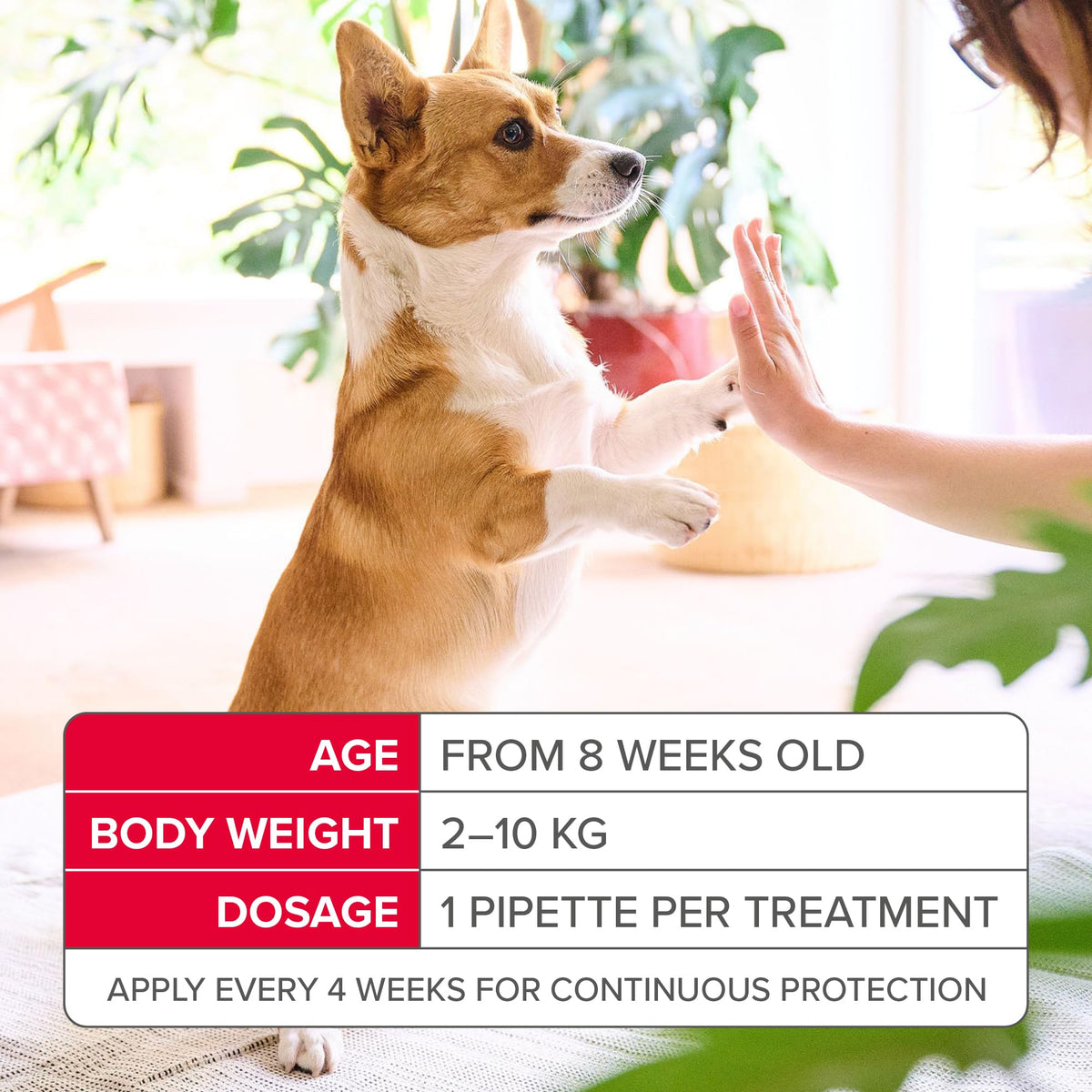 Beaphar - FIPROtec Spot-On Flea & Tick Treatment for Medium Dogs 10-20kg - 6 Pipettes - Kills Fleas & Ticks – Veterinary Medicine - Easy to Apply Monthly - Suitable for Dogs & Puppies from 8 Weeks